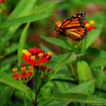 34463926011_949fb09288_k